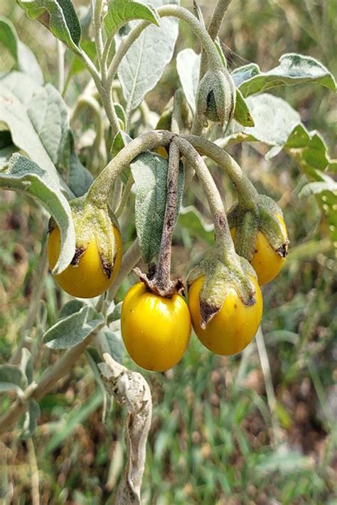 The Mythological Significance of Silverleaf Nightshade in Witchcraft